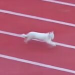 یک گربه به طور شگفت انگیزی قهرمان مسابقات دو و میدانی دانشگاهی شد (فیلم)