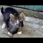 شکار موش غول پیکر توسط یک بچه گربه (فیلم)
