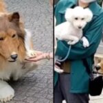 مرد ژاپنی که لباس سگ می‌پوشید، شاکی شده که چرا سگ‌ها با او بازی نمی‌کنند/ عکس