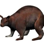 اندازه عجب خرگوش‌ها میلیون‌ها سال پیش/ عکس