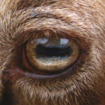 مردمک مستطیلی عجیب چشم این حیوان/ عکس