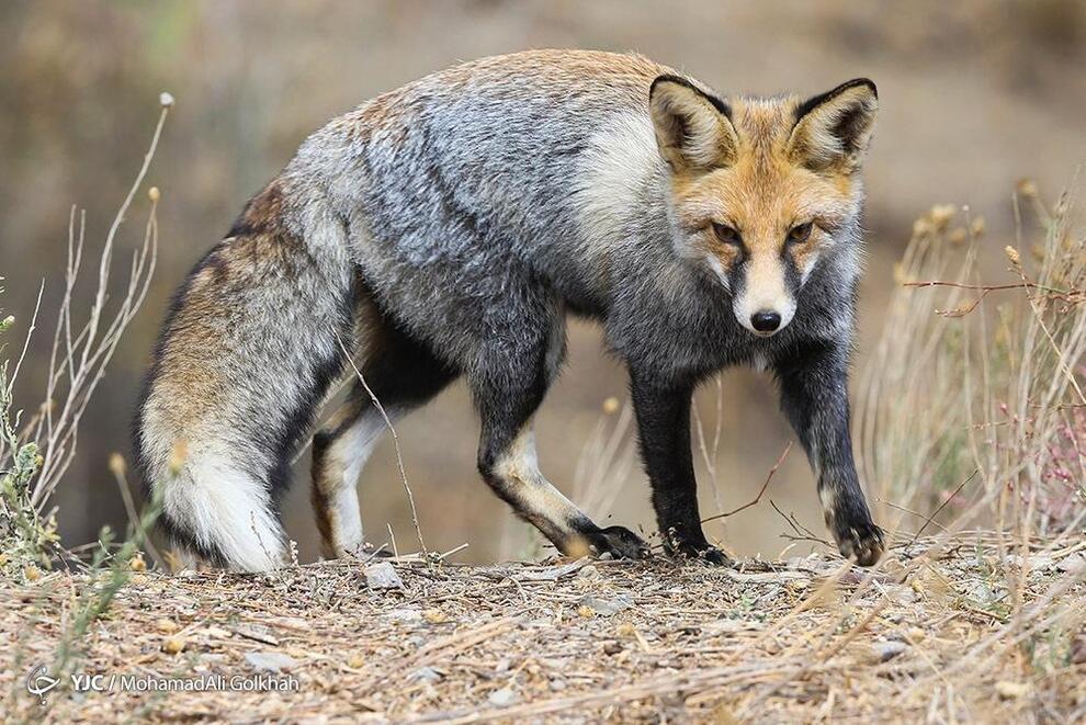 تصاویر تصاویر