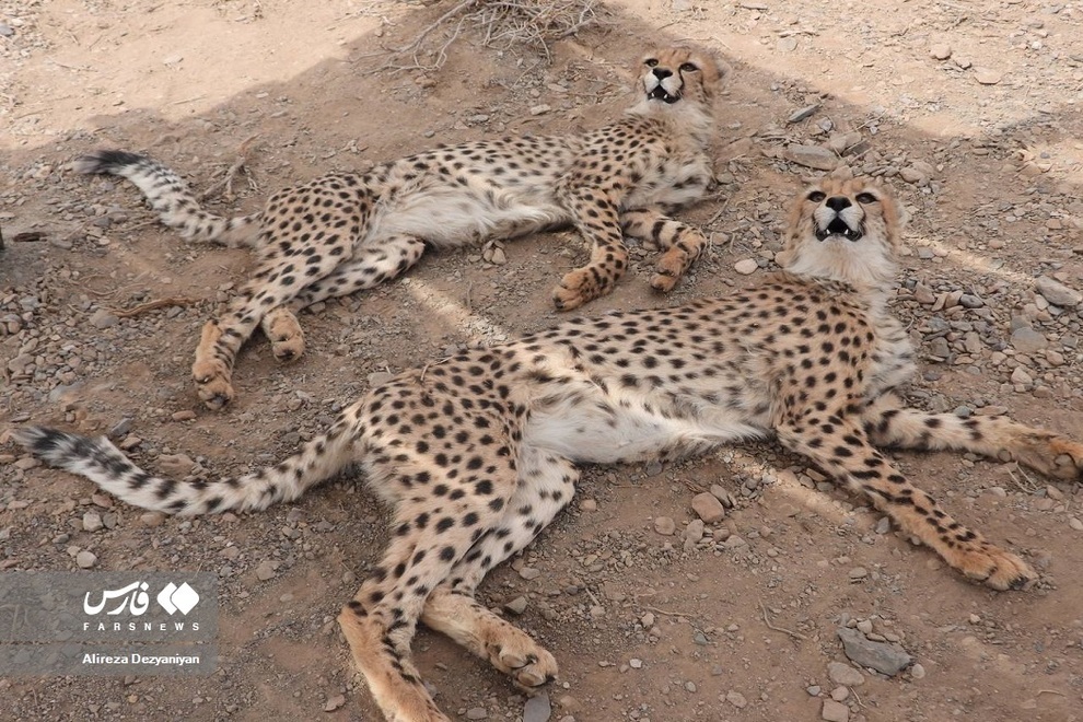 تصاویر تصاویر