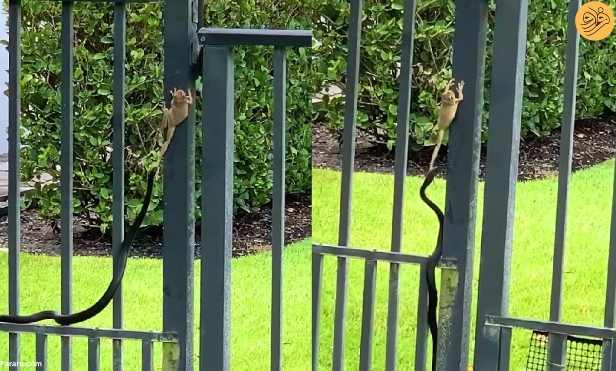 تصاویر تصاویر