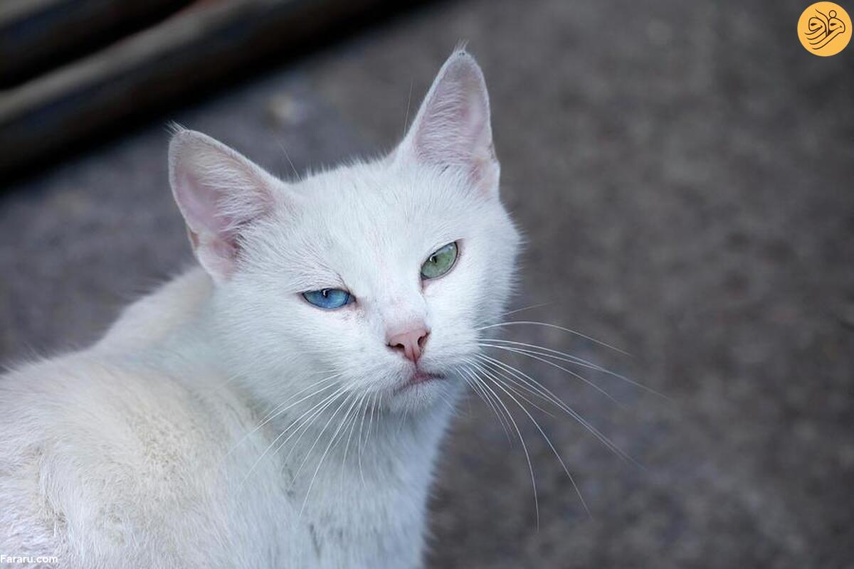 تصاویر تصاویر