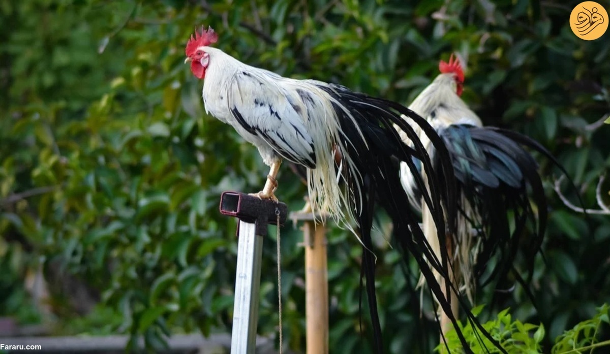 تصاویر تصاویر