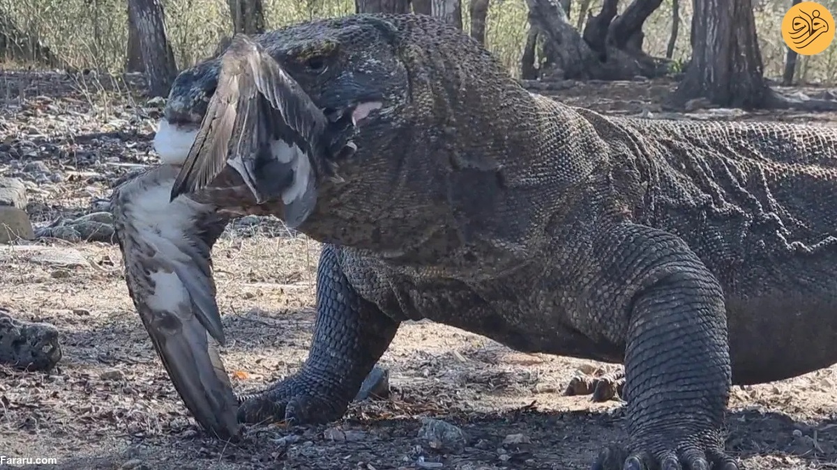 تصاویر تصاویر