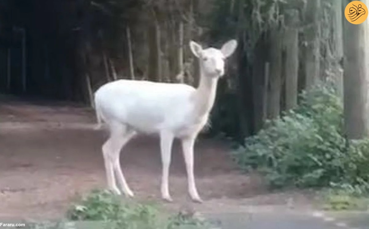 تصاویر تصاویر