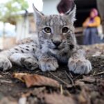 از اقدام به خودکشی یک گربه تا رقص تمساح و گوزن سفید کمیاب