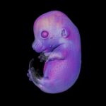 (تصاویر) برندگان مسابقه عکاسی میکروسکوپی؛ از جنین موش تا عصب بینایی یک جونده