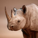 ببینید | لحظه شاخ زدن کرگدن به تریلی در حال حرکت