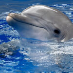 ببینید | استراتژی دور از ذهن دلفین‌ها برای شکار به صورت گروهی!