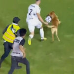 ببینید | سگی که مسابقه فوتبال را بهم ریخت!
