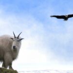 ببینید | شکار حیرت انگیز بزکوهی توسط عقاب غول پیکر!