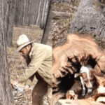 ببینید | قطع یک درخت برای خارج شدن سگ بازیگوش