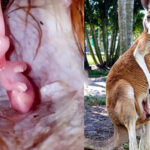 ببینید | مراحل شگفت انگیز رشد جنین کانگورو داخل کیسه مادر