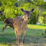 ببینید | مرال‌های زیبای در منطقه امن رودبارک