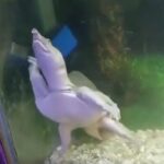 ببینید | تغییر شکل تلخ یک لاک‌پشت در  باغ‌وحش وکیل‌آباد مشهد به دلیل عدم وجود استراحتگاه