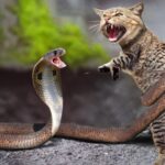 ببینید | درگیری شجاعانه یک گربه با دو مار کبری!