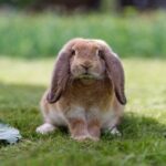 ببینید | تعقیب و گریز نفس‌گیر گرگ و یک خرگوش بی‌گناه