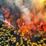 ببینید | تصاویر آخرالزمانی از آتش‌سوزی جنگل‌های آرژانتین