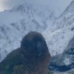 ببینید | با یکی از شگفت انگیزترین پرنده بی رحم دنیا آشنا شوید