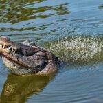 ببینید | رقص ترسناک تمساح‌ها روی آب!