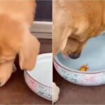 ببینید | تلاش پر احساس یک سگ برای نجات جان یک ماهی قرمز در آب