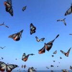 ببینید | ویدیویی جالب از زیبایی‌های خیره‌کننده پروانه‌ها