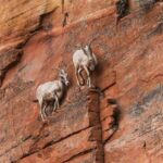 ببینید | با ماهرترین صخره‌نوردهای جهان آشنا شوید