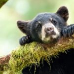 ببینید | تصاویری پر بازدید از دعوای توله خرس با توله ببر