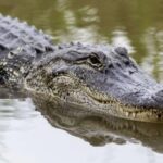 ببینید | غافلگیری ترسناک یک مرد توسط تمساح؛ عملیات نجات دست از داخل دهان حیوان درنده!