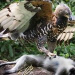 ببینید | لحظه باورنکردنی شکار یک میمون توسط عقاب تاجدار