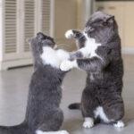 ببینید | خشن‌ترین دعوا تاریخ بین دو بچه گربه بامزه