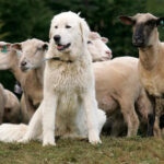 ببینید | محافظت خنده‌دار یک سگ از مزرعه در مقابل گوسفندان