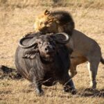 ببینید | شکار بوفالو غول پیکر توسط شیر نر گرسنه