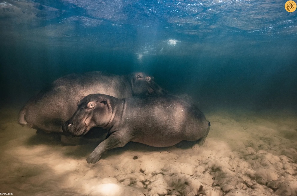 (تصاویر) برندگان مسابقه عکاسی از حیات وحش در سال ۲۰۲۳