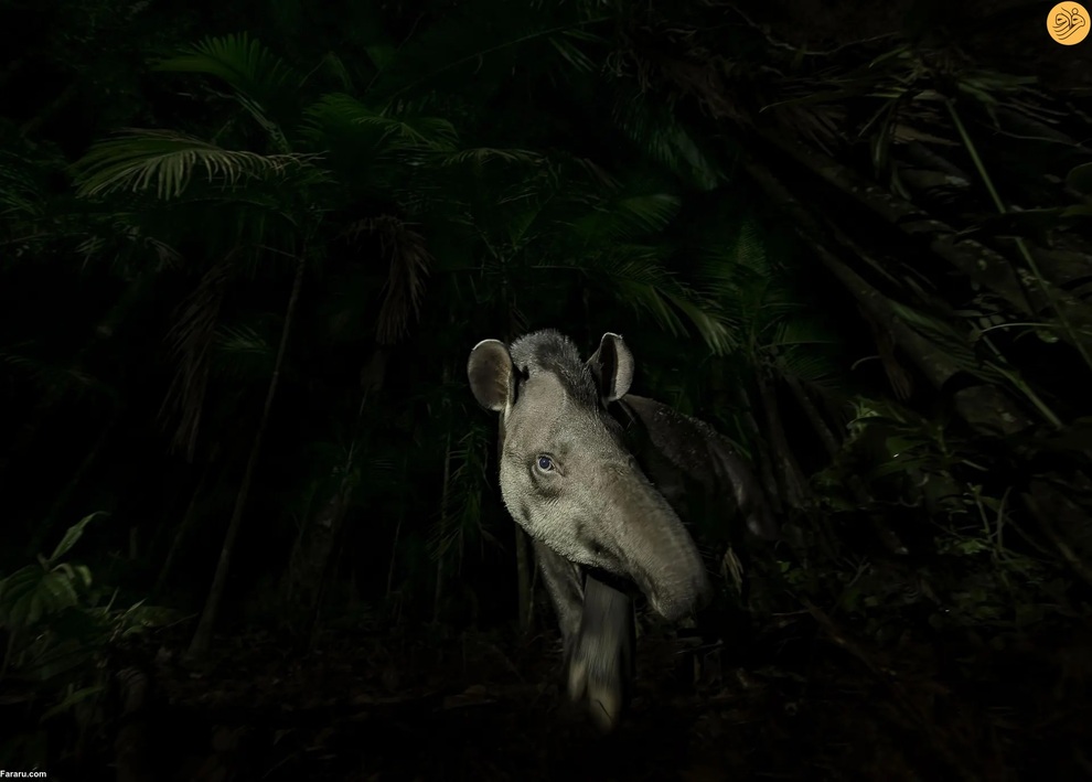 (تصاویر) برندگان مسابقه عکاسی از حیات وحش در سال ۲۰۲۳