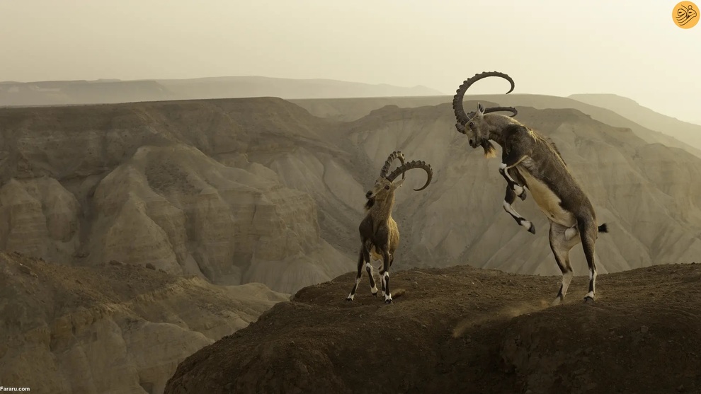 (تصاویر) برندگان مسابقه عکاسی از حیات وحش در سال ۲۰۲۳