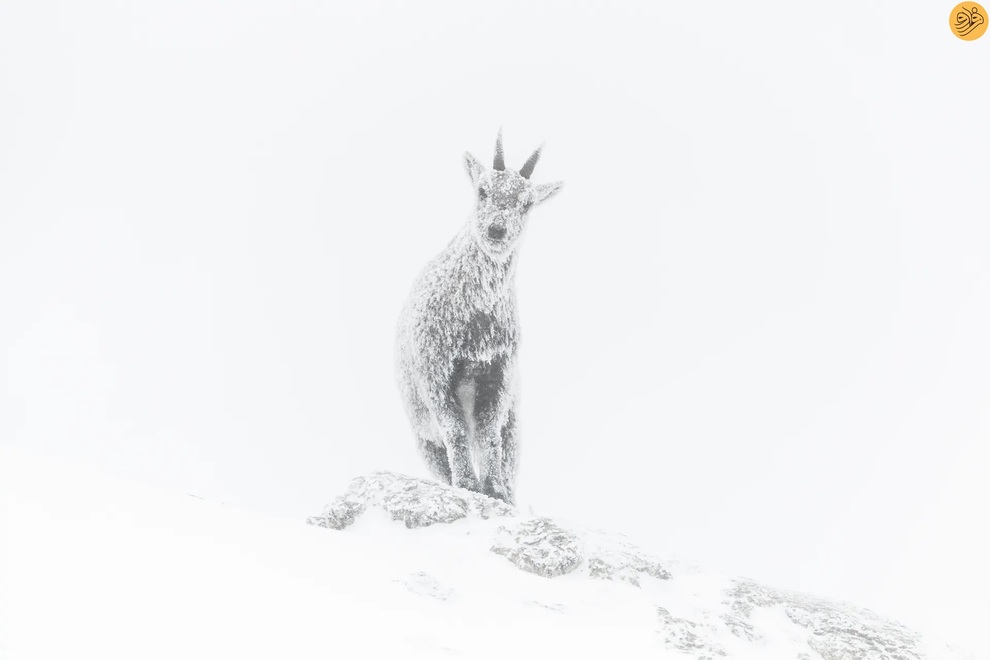 (تصاویر) برندگان مسابقه عکاسی از حیات وحش در سال ۲۰۲۳