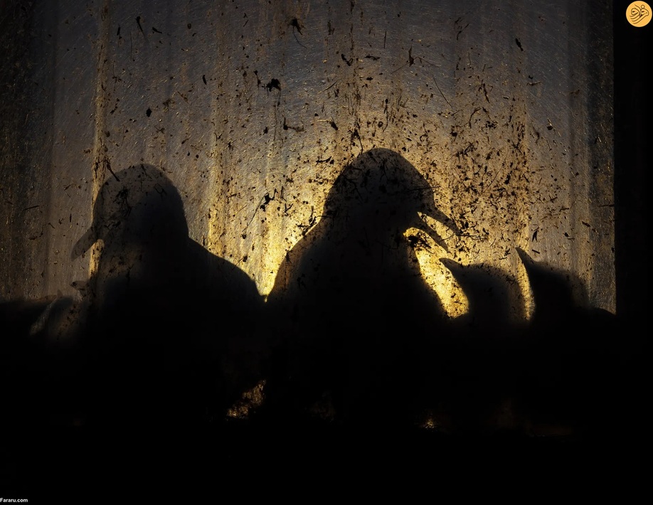 (تصاویر) برندگان مسابقه عکاسی از حیات وحش در سال ۲۰۲۳