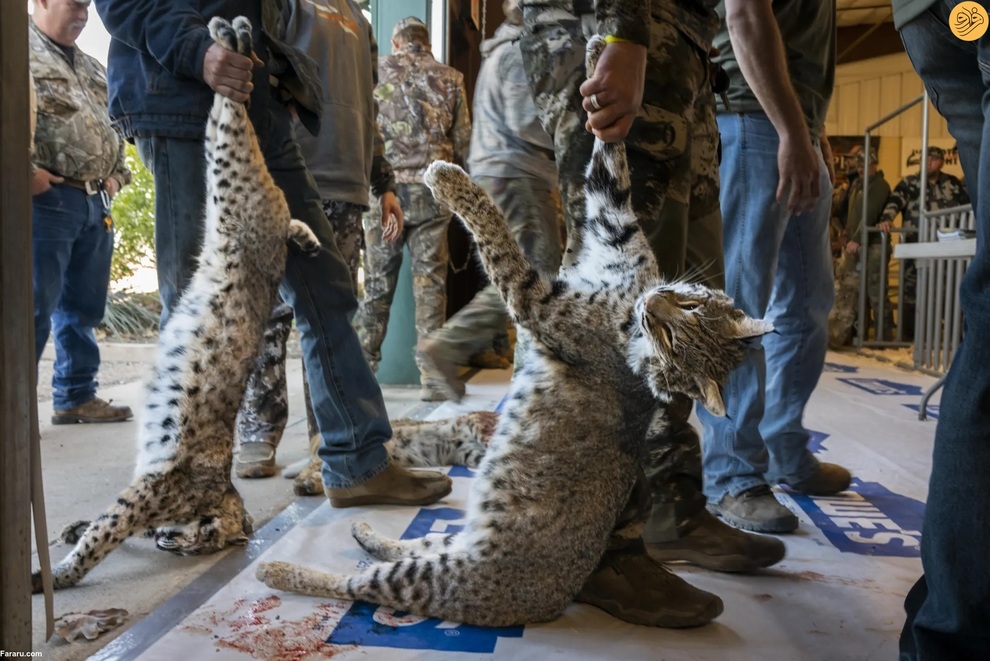 (تصاویر) برندگان مسابقه عکاسی از حیات وحش در سال ۲۰۲۳