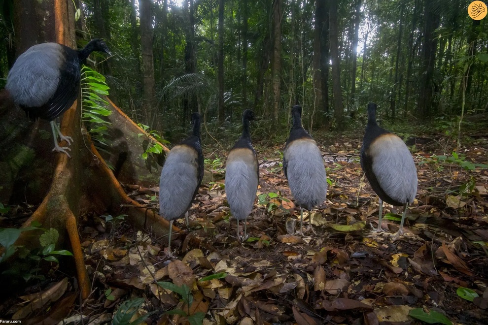 (تصاویر) برندگان مسابقه عکاسی از حیات وحش در سال ۲۰۲۳