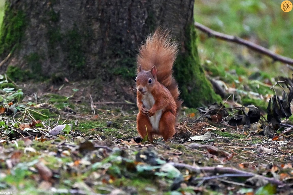 از اقدام به خودکشی یک گربه تا رقص تمساح و گوزن سفید کمیاب