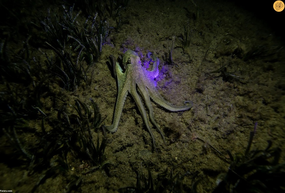 از اقدام به خودکشی یک گربه تا رقص تمساح و گوزن سفید کمیاب