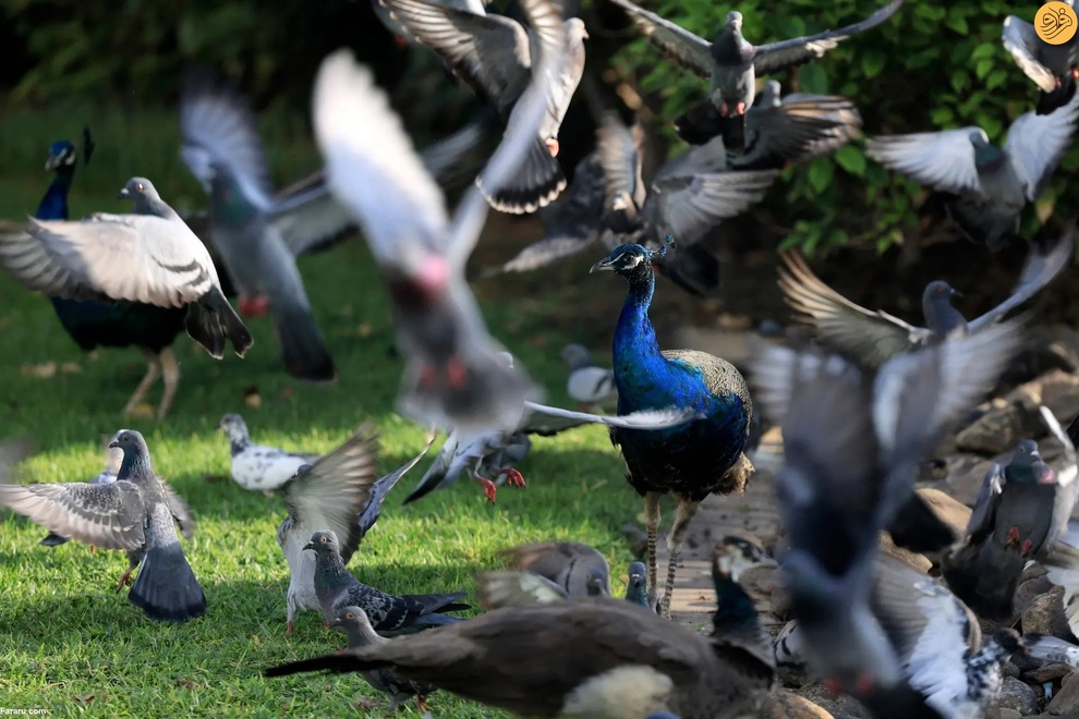 از اقدام به خودکشی یک گربه تا رقص تمساح و گوزن سفید کمیاب