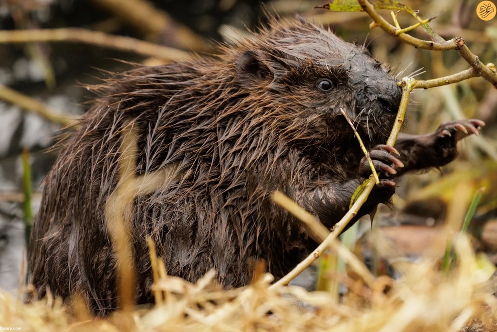 از اقدام به خودکشی یک گربه تا رقص تمساح و گوزن سفید کمیاب
