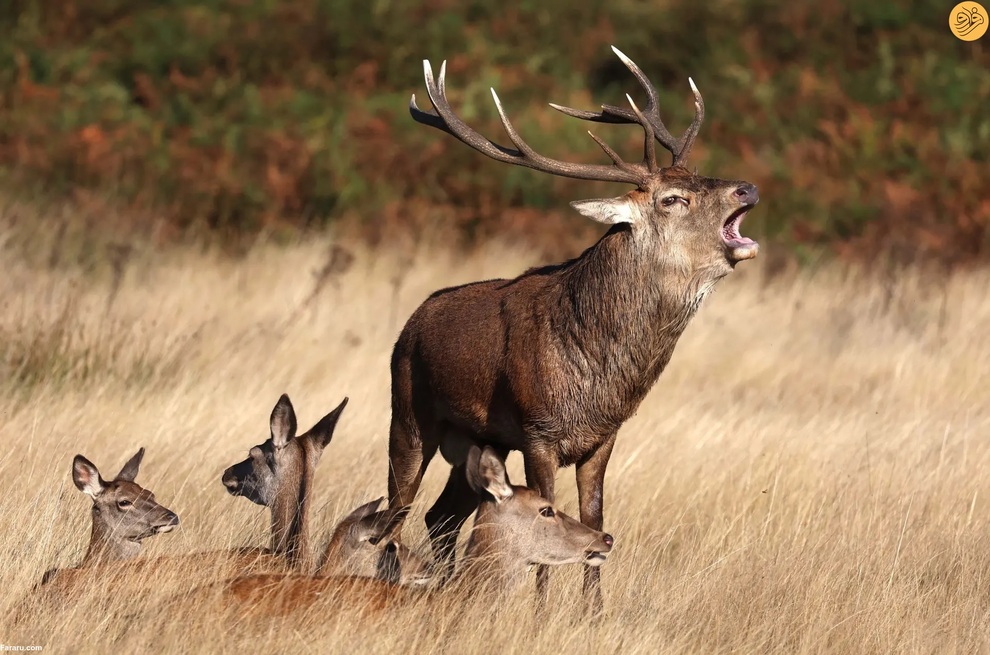 از اقدام به خودکشی یک گربه تا رقص تمساح و گوزن سفید کمیاب