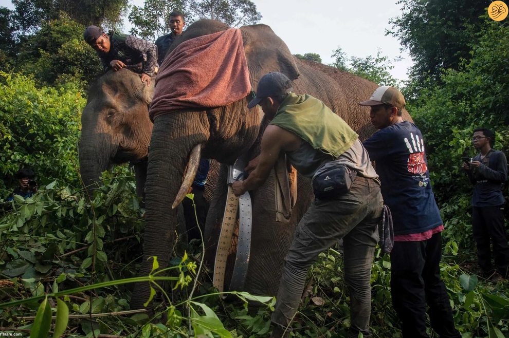 از اقدام به خودکشی یک گربه تا رقص تمساح و گوزن سفید کمیاب