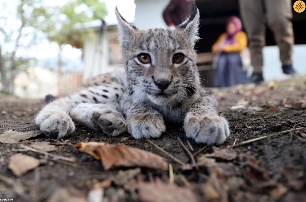 از اقدام به خودکشی یک گربه تا رقص تمساح و گوزن سفید کمیاب